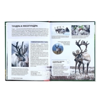 Детская энциклопедия в твёрдом переплёте &laquo;Животные России&raquo;, 48 стр.