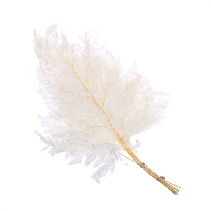Сухоцвет «Папоротник», белый, 10 шт. в упаковке Сухоцвет «Папоротник», белый, 10 шт. в упаковке