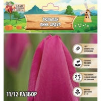 Тюльпан Пинк Ардур, р-р 11/12, 5шт, Осень 2024 Тюльпан Пинк Ардур, р-р 11/12, 5шт, Осень 2024