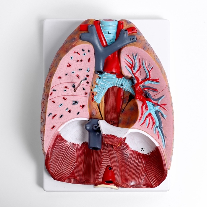 Макет Макет "Грудь человека изнутри" разборный 27*20*11см