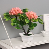 Бонсай в горшке "Ашока комнатная" 23х11 см, микс Бонсай в горшке "Ашока комнатная" 23х11 см, микс