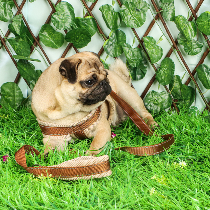 Комплект амуниции мягкий, светоотражающий, поводок 120 х 2 см, ОШ 46-69 см, коричневый