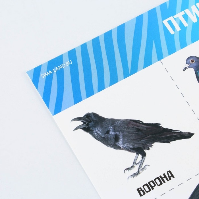 Набор обучающих плакатов «Изучаем мир», 10 в 1, А4 Набор обучающих плакатов «Изучаем мир», 10 в 1, А4