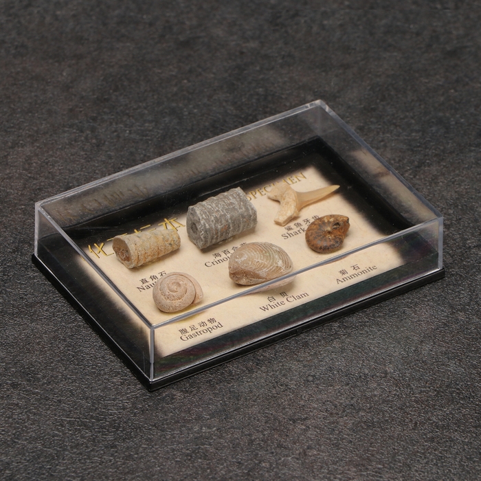 Набор Набор "Аммониты"