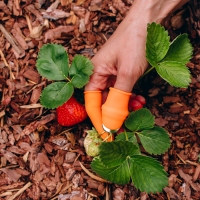 Напальчник с лезвием + 4 защитных напальчника, для сбора урожая, Greengo Напальчник с лезвием + 4 защитных напальчника, для сбора урожая, Greengo