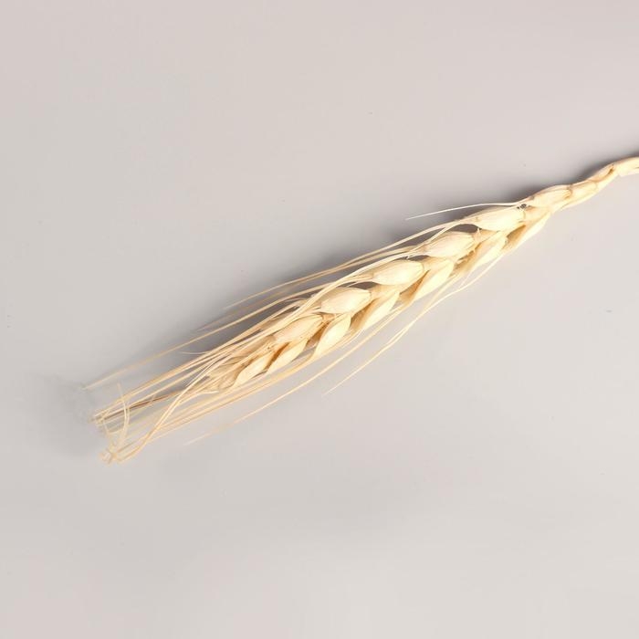 Декор сухоцвет Декор сухоцвет "Рожь" (набор 10 шт) 60 см, бежевый