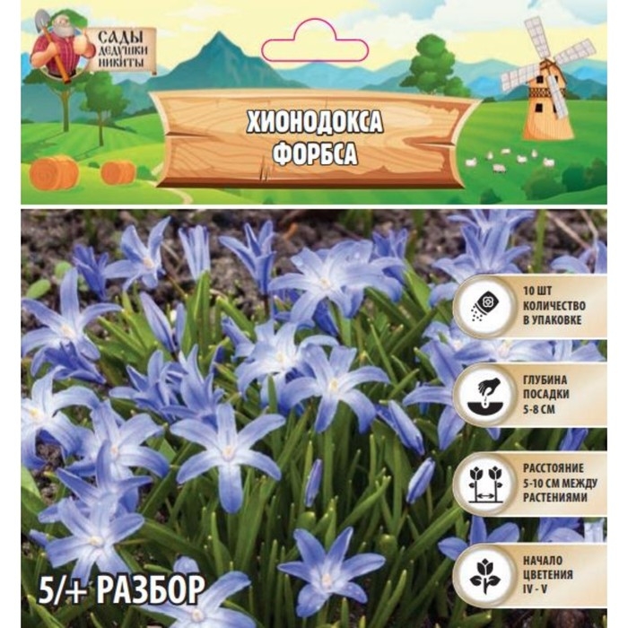 Хионодокса Форбса, р-р 5/+, 10 шт, Осень 2024