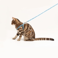 Комплект "Собачки", поводок 120 х 1 см, ОГ 23-35 см, голубой