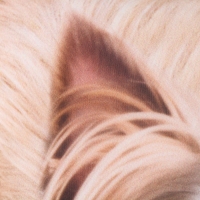 Подушка антистресс, собака "Йорк"