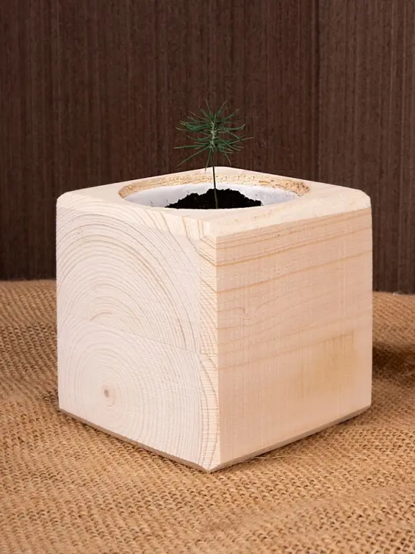 Набор для выращивания &laquo;Экокуб&raquo;, ель голубая