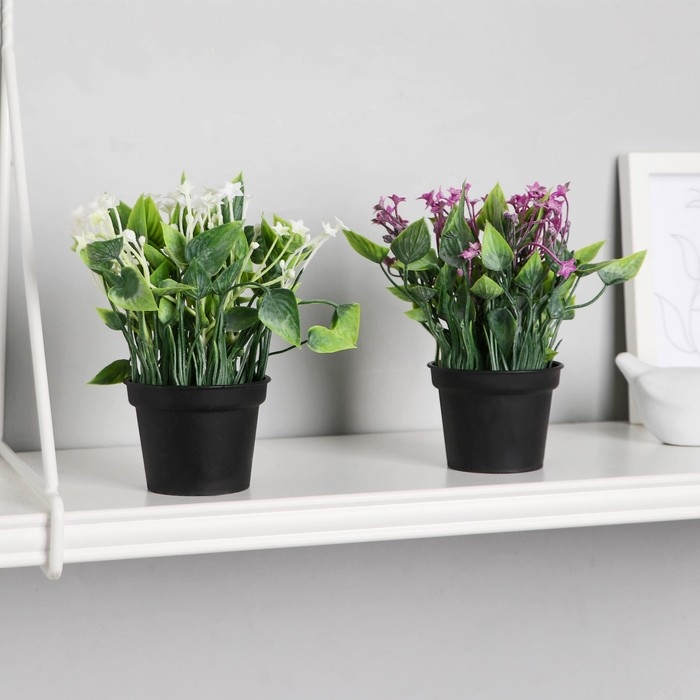 Бонсай в горшке "Кислица люкс" 7х14 см, микс