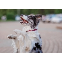 Ошейник рифленый, 40 х 1,5 см, красно-синий Ошейник рифленый, 40 х 1,5 см, красно-синий