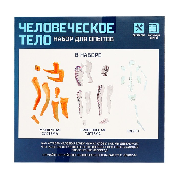 Научный опыт &laquo;Человеческое тело&raquo;