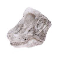 Игровой набор &laquo;Эпоха динозавров&raquo;, 2 артефакта, с эпоксидной смолой