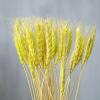 Сухой колос пшеницы, набор 50 шт., цвет жёлтый