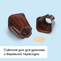 Набор для рассады: стаканы по 250 мл (6 шт.), контейнер 24 &times; 16 см, МИКС