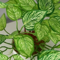 Бонсай в горшке "Диффенбахия элегант" 9х19 см, зелёный