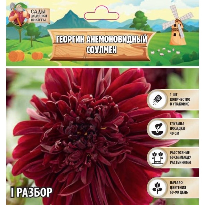 Георгин анемоновидный Георгин анемоновидный "SOULMAN" , р-р I, 1 шт,