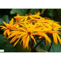 Бузульник зубчатый Твилайт, горшок С3, 1 шт, Лето 2024 Бузульник зубчатый Твилайт, горшок С3, 1 шт, Лето 2024