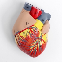 Макет "Грудь человека изнутри" разборный 27*20*11см