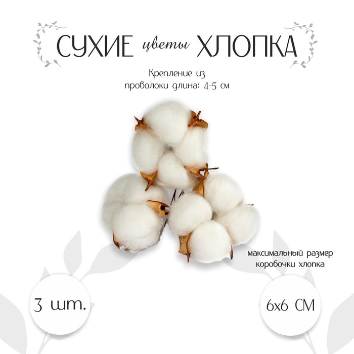 Сухие цветы хлопка, набор 3 шт., размер 1 шт. 6 × 6 см, цвет белый Сухие цветы хлопка, набор 3 шт., размер 1 шт. 6 × 6 см, цвет белый