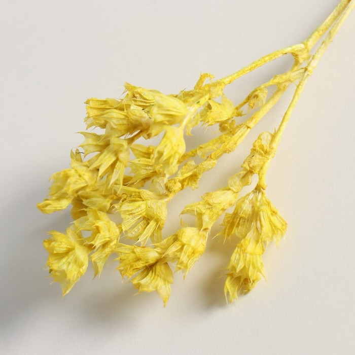 Набор сухоцветов "Шандра", банч длина 40 (+/- 6 см), яблоко