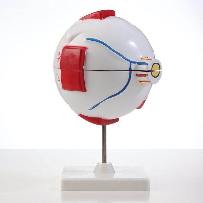 Макет Макет "Глаз человека" 21*14см