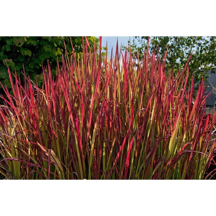 Императа цилиндрическая Ред Барон, С2 горшок, Н10-50 высота, 1 шт, Лето 2024 Императа цилиндрическая Ред Барон, С2 горшок, Н10-50 высота, 1 шт, Лето 2024