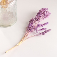 Набор сухоцветов "Шандра", банч длина 32 (+/- 6 см), сиреневый