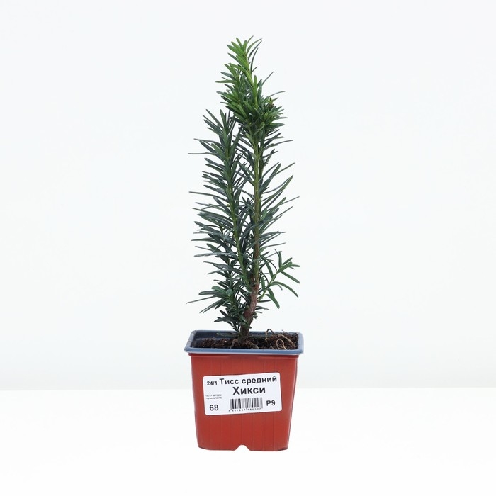 Тисс средний "Хикси", Р9, 1шт, h 3-20 см, Осень 2024