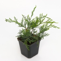 Можжевельник виргинский "Грей Оул", Р9, 1шт, h 3-20 см, Осень 2024