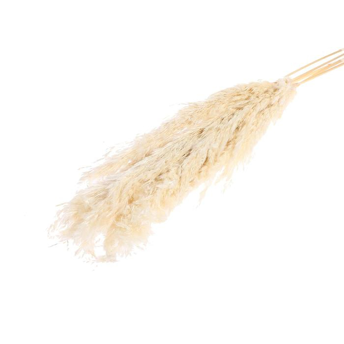 Сухоцвет «Пампасная трава» набор 5 шт., цвет бежевый Сухоцвет «Пампасная трава» набор 5 шт., цвет бежевый