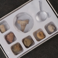 Набор "Аммониты" Набор "Аммониты"