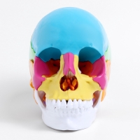 Макет "Череп человека" разноцветный разборный, 20*12*21см Макет "Череп человека" разноцветный разборный, 20*12*21см