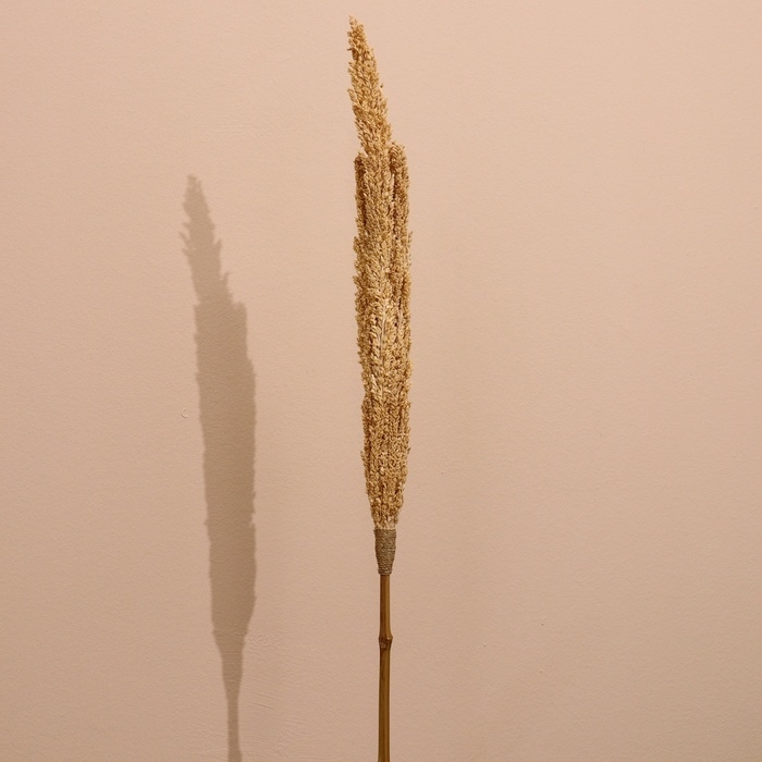 Сухоцвет "Пати" 180 см натуральный