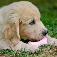 Игрушка плавающая "Косточки" Пижон Premium, вспененный TPR, 10,5 х 5,5 х 2 см, розовая Игрушка плавающая "Косточки" Пижон Premium, вспененный TPR, 10,5 х 5,5 х 2 см, розовая