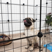 Вольер 24 секции, металлический, черный, 210 х 210 х 35 см, (35 х 35 см звено) Вольер 24 секции, металлический, черный, 210 х 210 х 35 см, (35 х 35 см звено)