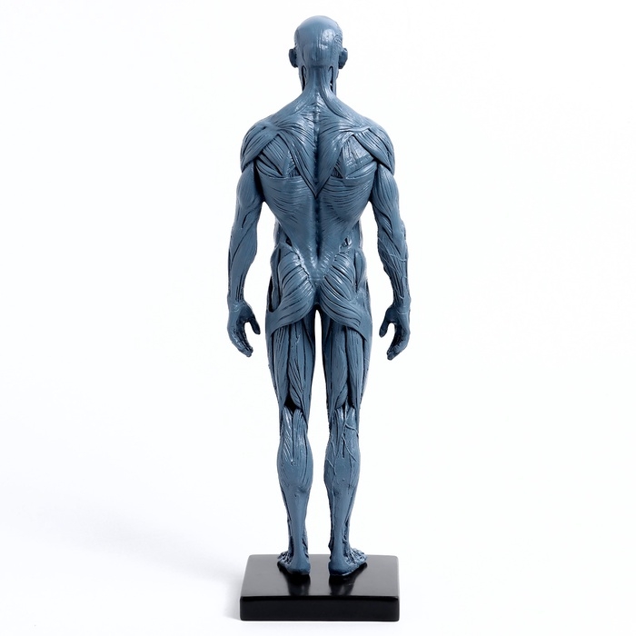 Макет Макет "Тело человека" 29см