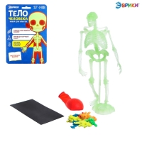 Набор для опытов &laquo;Тело человека&raquo;, светится в темноте