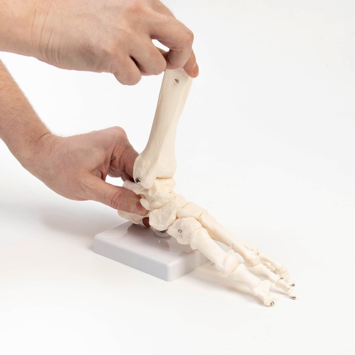 Макет Макет "Голеностопный сустав" 25*11*11см
