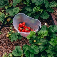 Ёмкость для сбора ягод, 3 л, прозрачная Ёмкость для сбора ягод, 3 л, прозрачная
