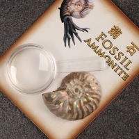 Набор "Аммониты" в упаковке Набор "Аммониты" в упаковке