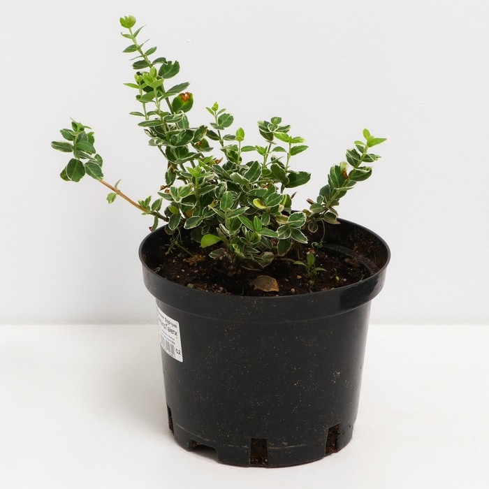 Бересклет Форчуна Эмералд Гайети, С2 горшок, Н10-50 высота, 1 шт, Осень 2024 Бересклет Форчуна Эмералд Гайети, С2 горшок, Н10-50 высота, 1 шт, Осень 2024