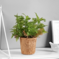 Бонсай "Папоротниковидный уил" 8х22 см, микс Бонсай "Папоротниковидный уил" 8х22 см, микс