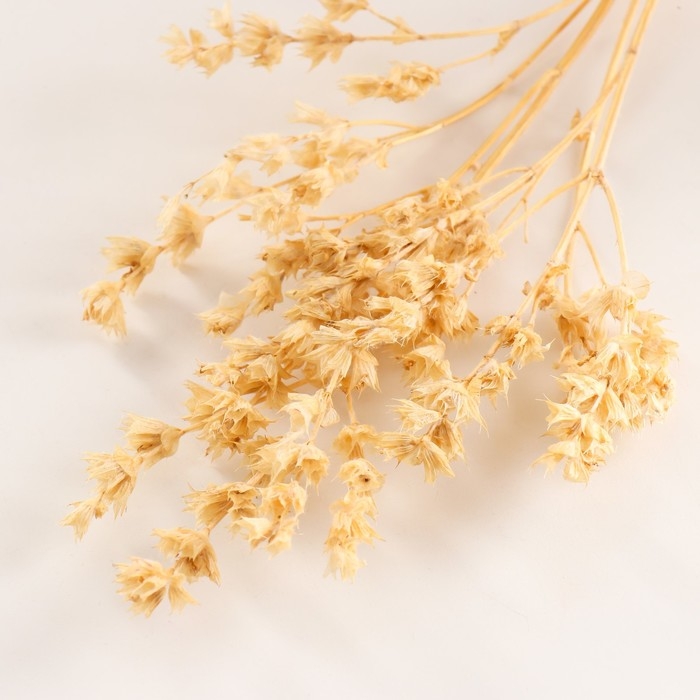 Набор сухоцветов Набор сухоцветов "Шандра", банч длина 40 (+/- 6 см), выбеленный