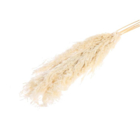 Сухоцвет &laquo;Пампасная трава&raquo; набор 5 шт., цвет бежевый