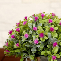 Бонсай "Нежное цветение в корзиночке" 9х13 см, микс Бонсай "Нежное цветение в корзиночке" 9х13 см, микс