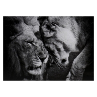 Картина-холст на подрамнике "Львиная семья" 50х70 см Картина-холст на подрамнике "Львиная семья" 50х70 см