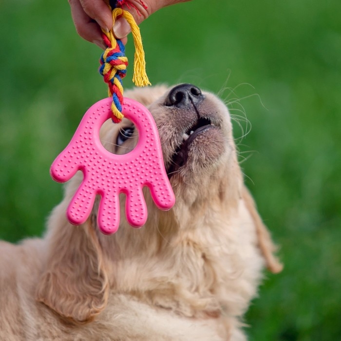 Игрушка жевательная с канатом для собак Игрушка жевательная с канатом для собак "Ладошка", 10 см, розовая