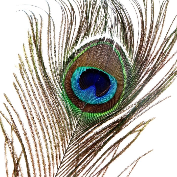 Перо павлина для декора 1 шт., размер &mdash; от 90 до 100 см